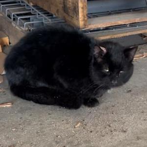 Found Cat Unknown