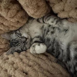 2nd Image of Mars, Lost Cat