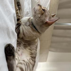 Image of Prince / Kissa, Lost Cat