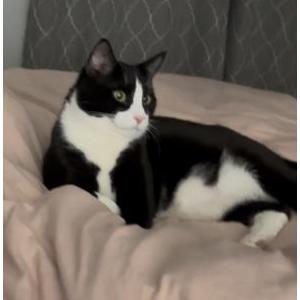 Lost Cat Doji