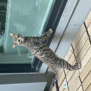 Lost Cat Ryan