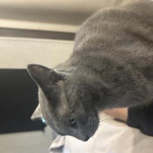 Lost Cat Charlie