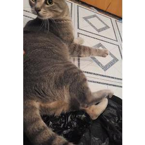 Image of Clyde, Lost Cat