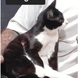 Lost Cat Livingston Berry