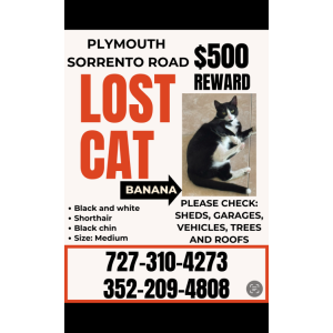 Lost Cat Banana