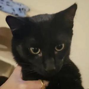 Lost Cat Kala