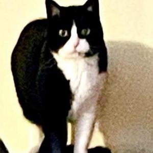 Lost Cat Squish