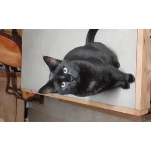 Lost Cat Stella