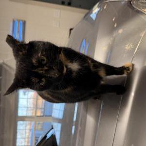 Lost Cat Turtle