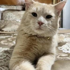 Image of Theo, Lost Cat