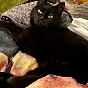 Lost Cat Midnight