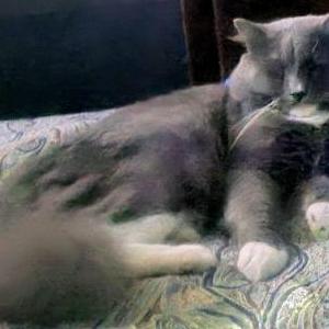 Lost Cat Fluffy