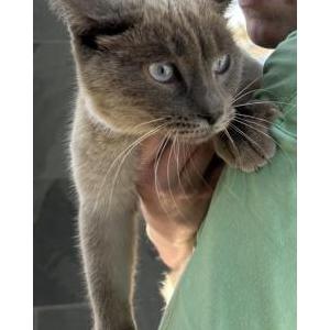 Found Cat Unknown