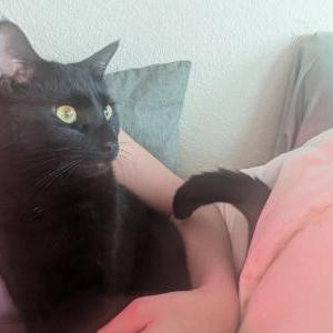 Image of Pluto, Lost Cat