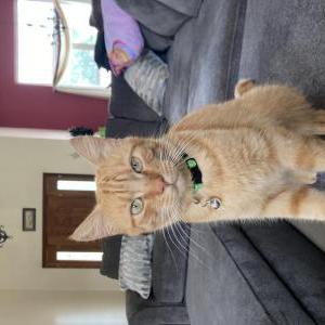 Lost Cat Tigger