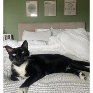 Image of Arrow, Lost Cat