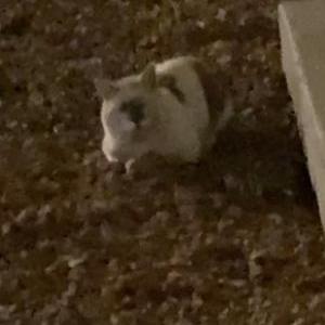 Found Cat Unknown