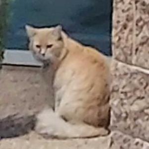 Found Cat Unknown