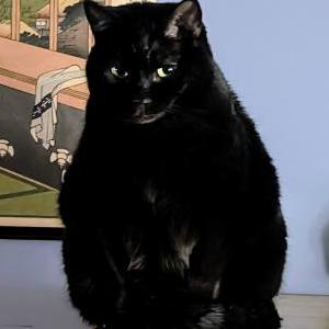 Lost Cat Binx