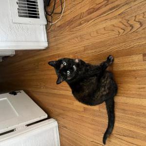 Lost Cat Quantum
