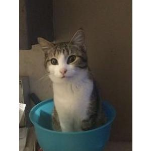 Image of Bayonet, Lost Cat