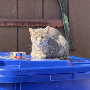 Found Cat unknown