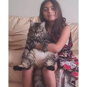 Image of Baast, Lost Cat