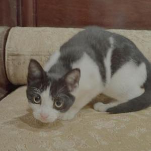 2nd Image of mole, Lost Cat