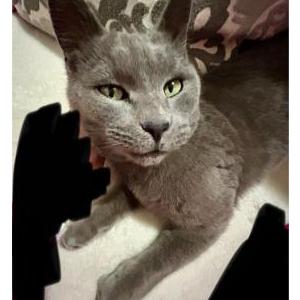 Lost Cat Grey