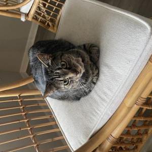 Lost Cat Spaz