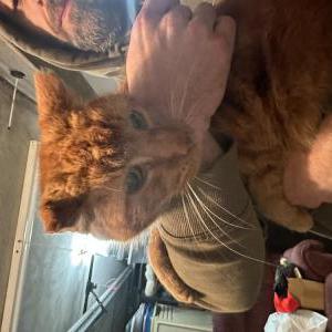 Found Cat Unknown