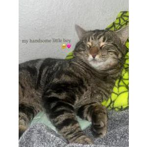 Image of astro, Lost Cat