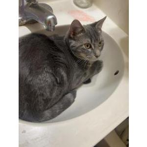 Lost Cat Darcy