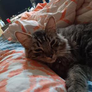 Image of Tobi, Lost Cat
