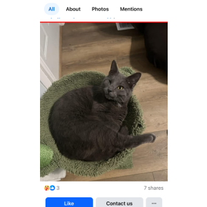Lost Cat Chet