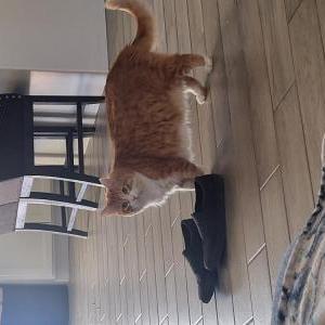 Lost Cat Bailey