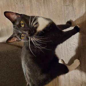 Lost Cat Duncan
