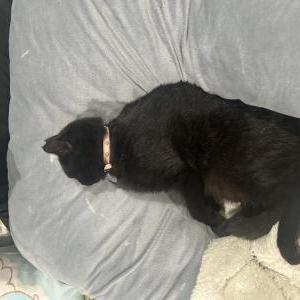 Image of Dori, Lost Cat