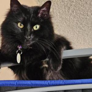 Image of Elise, Lost Cat