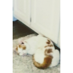 Lost Cat Buster Brown