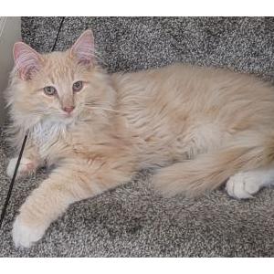 Lost Cat Freddy