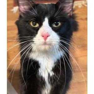 Found Cat Unknown