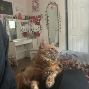 Lost Cat Milo