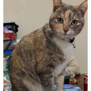 Image of Temarii, Lost Cat