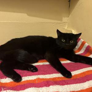 Lost Cat Teddy