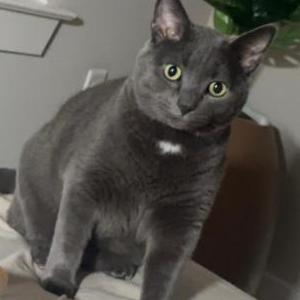 Lost Cat Pico
