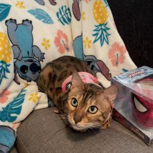 Image of Anella, Lost Cat