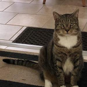 Lost Cat Romeo