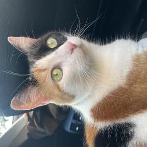 Found Cat Unknown