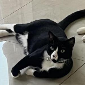 Lost Cat Oliver